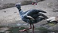 Crested screamer (Chauna torquata)