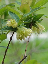 Japansk bärtry Lonicera caerulea var. emphyllocalyx