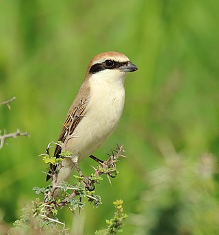 <span class="mw-page-title-main">Red-tailed shrike</span> Species of bird