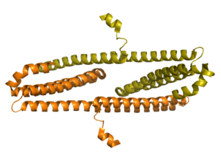 <span class="mw-page-title-main">APLP1</span> Protein-coding gene in the species Homo sapiens