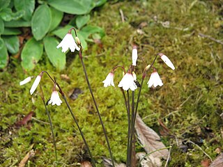 <i>Acis autumnalis</i> Species of flowering plant in the family Amaryllidaceae