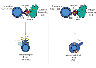 <span class="mw-page-title-main">Antigen presentation</span> Vital immune process that is essential for T cell immune response triggering