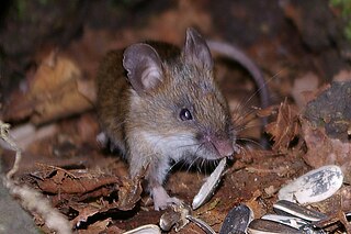 <span class="mw-page-title-main">Small Japanese field mouse</span> Species of rodent