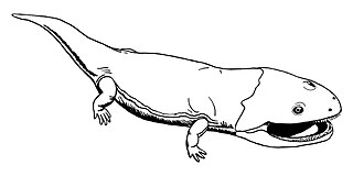 <i>Arcadia myriadens</i> Extinct genus of amphibians