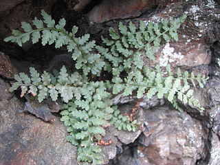 <i>Asplenium bradleyi</i> Species of fern in the family Aspleniaceae