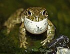 Bufotes (Bufo) viridis (Wechselkröte, rufendes Männchen) [A]