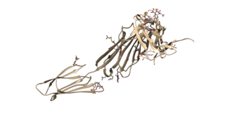 <span class="mw-page-title-main">CD200</span> Protein-coding gene in the species Homo sapiens