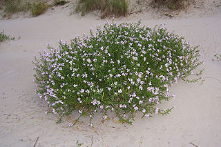 <i>Cakile maritima</i> species of plant