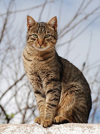 <span class="mw-page-title-main">Tabby cat</span> Domestic cat with distinctive coat markings