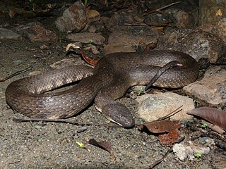 <i>Cerberus rynchops</i> Species of snake