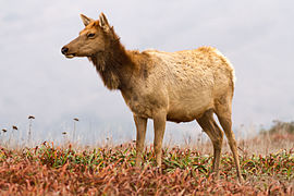 Cervus canadensis nannodes at Tomales Point