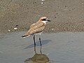 Tibeti lile (Charadrius mongolus)