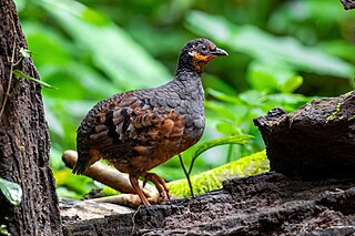 <span class="mw-page-title-main">Chestnut-bellied partridge</span> Species of bird