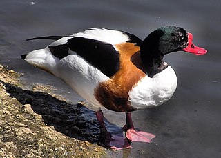 <span class="mw-page-title-main">Tadorninae</span> Subfamily of birds