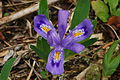 Image 27Dwarf lake iris (from Michigan)