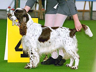 <span class="mw-page-title-main">Dog show</span> Competitive exhibition of dogs