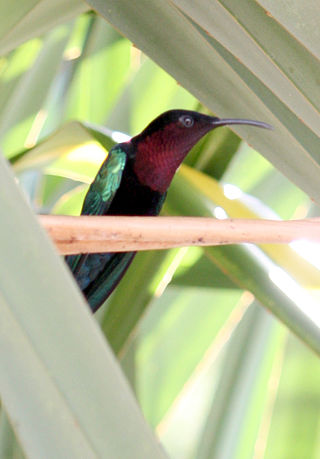 <i>Eulampis</i> Genus of birds