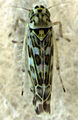 Eupteryx melissae (Typhlocybinae)