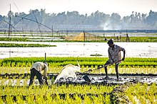 Farmer of bangladesh.jpg