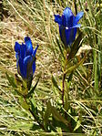 Klockgentiana