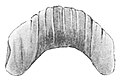 Geomalacus maculosus jaw.jpg