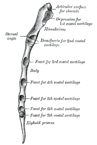 <span class="mw-page-title-main">Sternal angle</span> Aspect of human anatomy