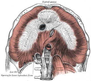 Aortic hiatus