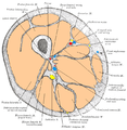 Cross-section through the middle of the thigh.