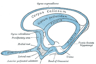 Olfactory tract