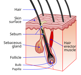 <span class="mw-page-title-main">Hair follicle</span> Organ found in the dermal layer of the mammalian skin that regulates hair growth