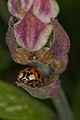 Coccinella sp.? (Stuttgart, Germany), wenn ich mir genau Kopfschild, Halsschild und die Form der ersten Flecken anschaue, denke ich auch sehr an einen Asiatischen Marienkäfer. Doc Taxon