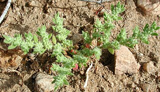 <i>Herniaria hirsuta</i> Species of flowering plant