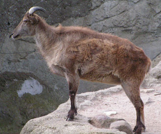 <span class="mw-page-title-main">Tahr</span> Species of mammal