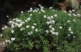 <i>Iberis</i> Genus of flowering plants