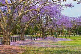 Blühende Jacaranda mimosifolia (Australien)