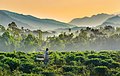 Image 54An old man carrying two baskets on a stick through a field of tea plants in Jaflong, Sylhet, Bangladesh, with misty hills in the background. Photo Credit: Abdul Momin