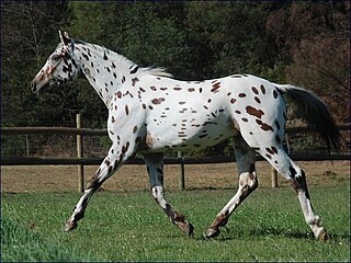 <span class="mw-page-title-main">Knabstrupper</span> Danish breed of horse, spotted