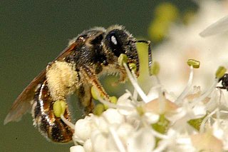 <i>Lasioglossum leucozonium</i> Species of bee