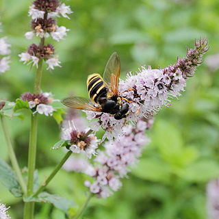 <i>Mentha</i> Genus of flowering plants in the family Lamiaceae