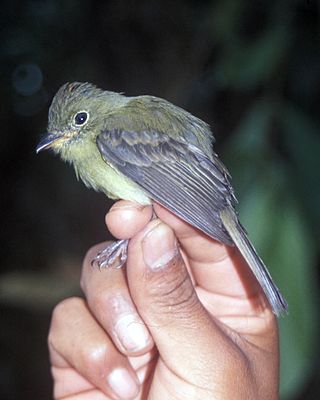 <i>Myiophobus</i> Genus of birds