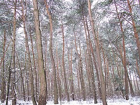 Forest in Germany