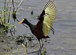 NorthernJacana.jpg