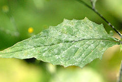 Podosphaera fusca: fotografijŏ