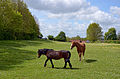 * Nomination Horses near Abbeville, Somme, France --Pline 21:08, 15 May 2013 (UTC) * Promotion nice --Rjcastillo 02:00, 16 May 2013 (UTC)