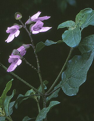 <i>Prostanthera prunelloides</i> Species of flowering plant