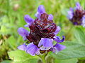 Niittyhumala Prunella vulgaris