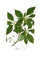 Psychotria nervosa