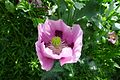 Papaver somniferum