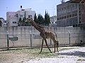 A giraffe in a zoo