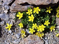 Ranunculus demissus